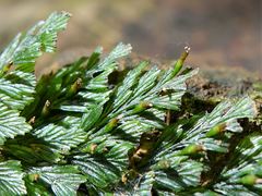 Abrodictyum elongatum