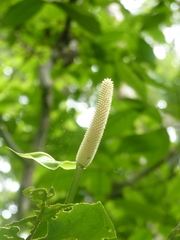 Anthurium consobrinum