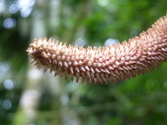 Anthurium consobrinum