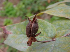 Hypericum grandifolium