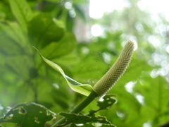 Anthurium consobrinum