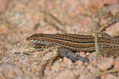 Podarcis carbonelli berlengensis