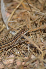 Podarcis carbonelli berlengensis