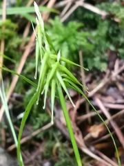 Carex collinsii