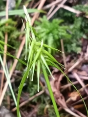 Carex collinsii