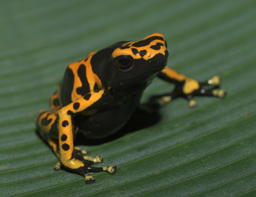 Yellow-headed Poison Dart Frog