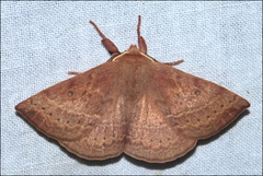 Anthela repleta