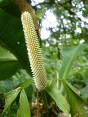 Anthurium consobrinum
