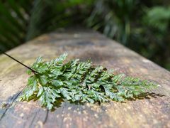 Abrodictyum elongatum