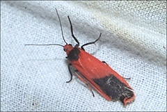 Scoliacma bicolora