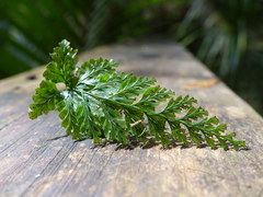 Abrodictyum elongatum