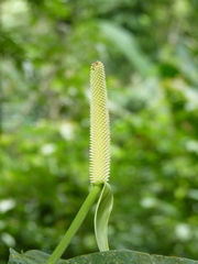 Anthurium consobrinum