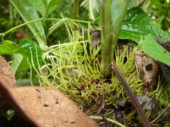 Anthurium consobrinum