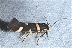 Macrobathra alternatella