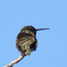 photo of Black-chinned Hummingbird (Archilochus alexandri)