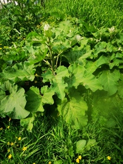 Arctium tomentosum