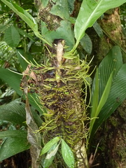 Anthurium consobrinum