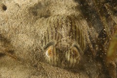 Sepioloidea lineolata