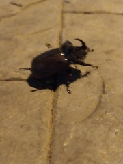 Oryctes nasicornis grypus