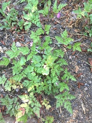 Geranium robertianum