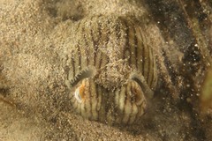 Sepioloidea lineolata image