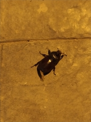 Oryctes nasicornis grypus