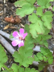 Geranium robertianum