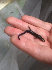 Plestiodon multivirgatus