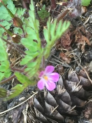 Geranium robertianum