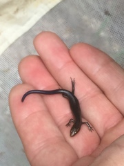 Plestiodon multivirgatus