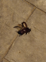 Oryctes nasicornis grypus