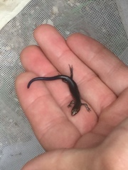 Plestiodon multivirgatus