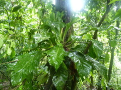 Anthurium consobrinum