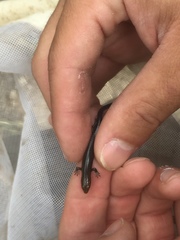 Plestiodon multivirgatus