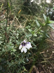 Prostanthera saxicola montana