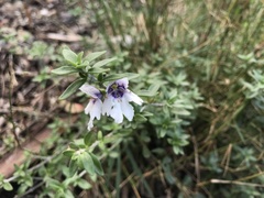 Prostanthera saxicola montana