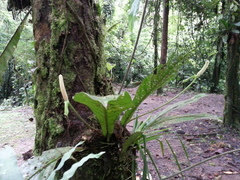 Anthurium consobrinum