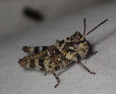 Spharagemon marmorata