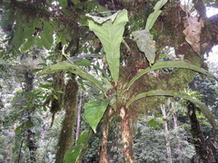 Anthurium consobrinum