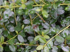 Helophilus fasciatus