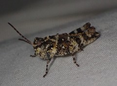 Spharagemon marmorata