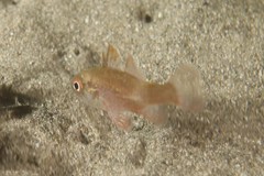 Vincentia novaehollandiae