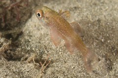Vincentia novaehollandiae