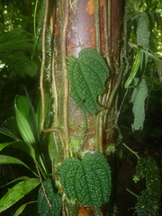 Anthurium clidemioides