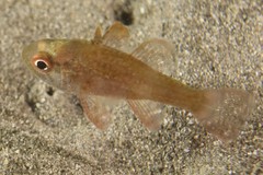 Vincentia novaehollandiae