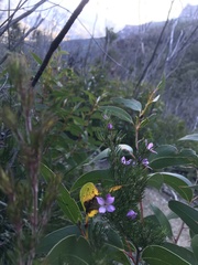 Boronia subulifolia
