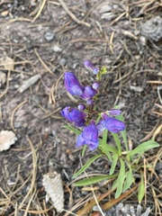 Penstemon strictus