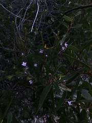 Boronia subulifolia