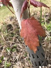 Acer rubrum