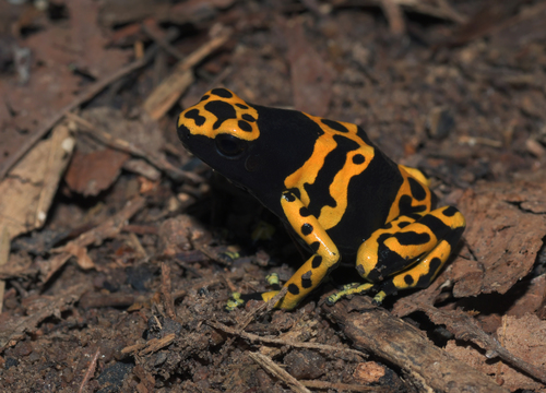 Yellow-headed Poison Dart Frog